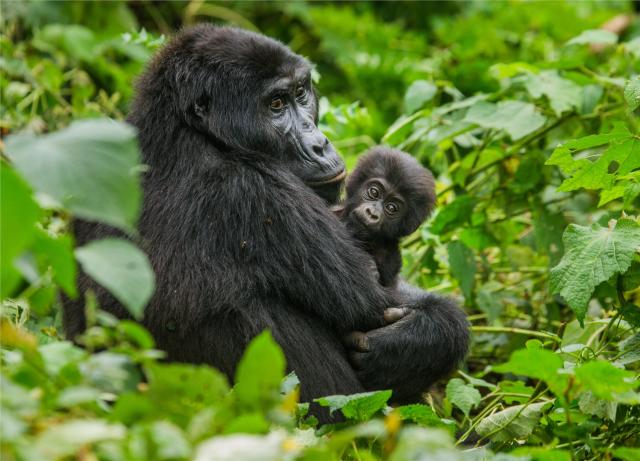 Uganda - Dobrodružná výprava nejen k horským gorilám