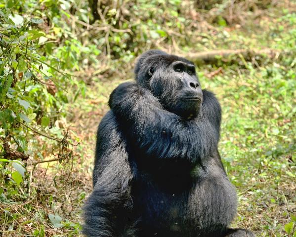 Uganda