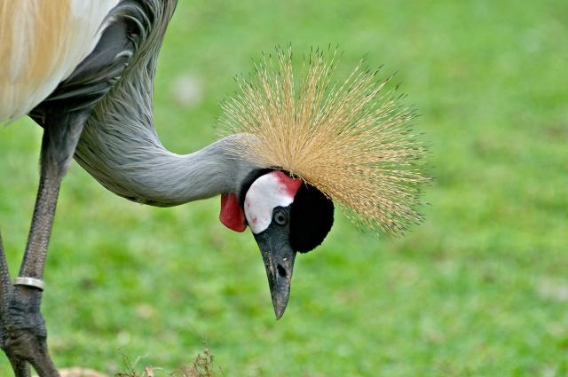 Uganda