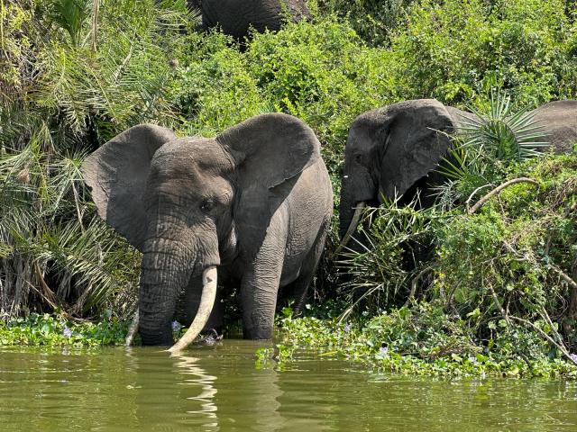 Uganda