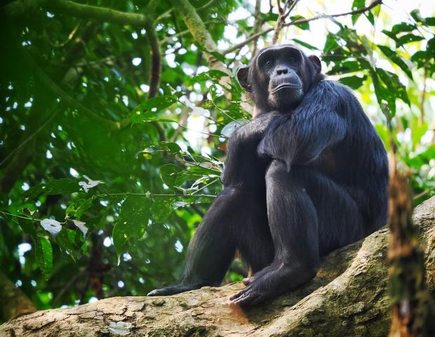 Uganda