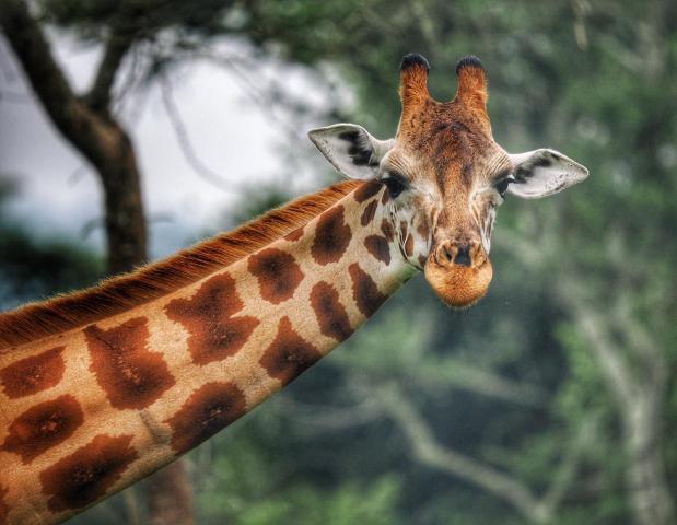 Uganda