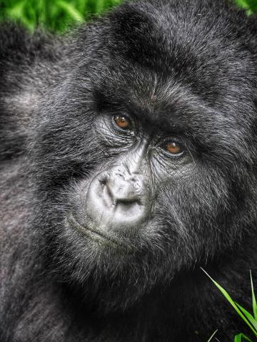Uganda