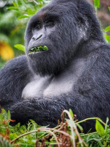 Uganda