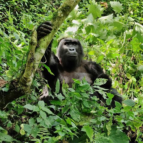 Uganda - Gorila