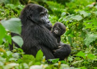 Uganda - Dobrodružná výprava nejen k horským gorilám