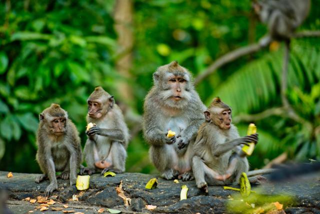 Adult monkeys sits and eating banana fruit in the forest. Monke