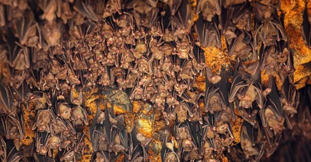 Colony of bats, hanging from the ceiling of Goa Lawah Bat Cave 