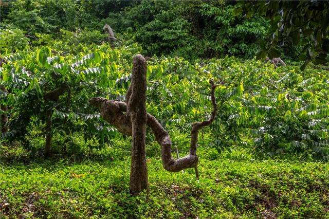 stromy Ylang ylang
