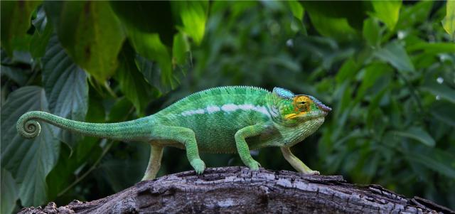 Madagaskar - Nosy Be
