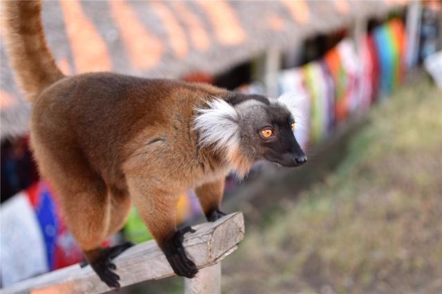 Madagaskar - Nosy Be