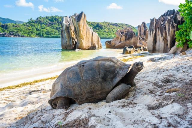 Želva obrovská na seychelské pláži