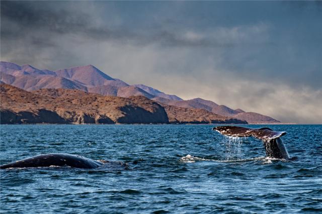 Patagonie