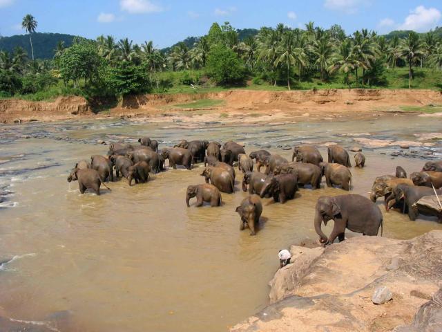 Sri Lanka - sloní sirotčinec Pinnawala