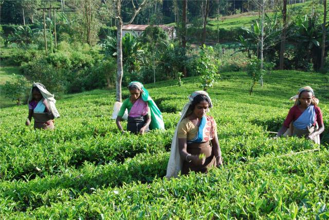 Sri Lanka - čajové plantáže