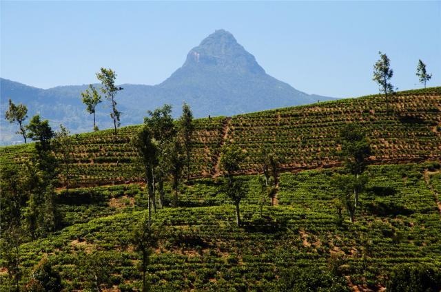 Srí Lanka - čajové plantáže a v pozadí Adam's Peak