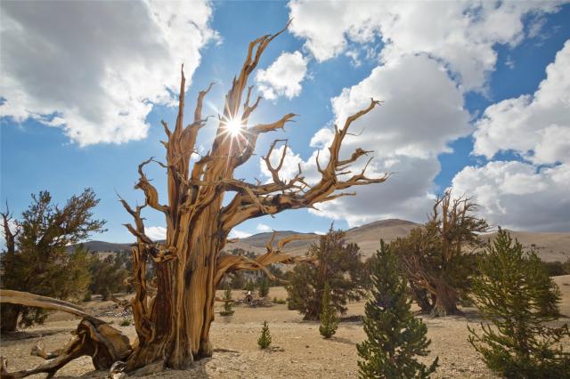 usa_ancient bristlecone_shutterstock_1281396322