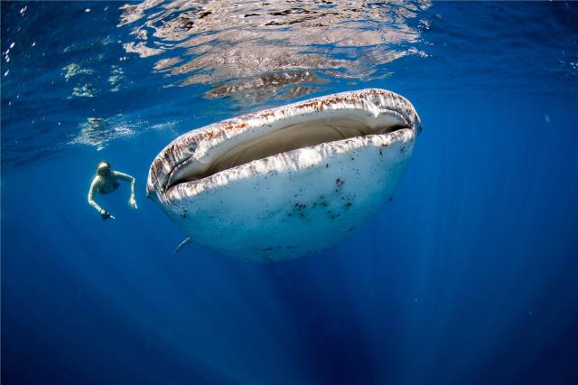 Whale Shark - Filipíny