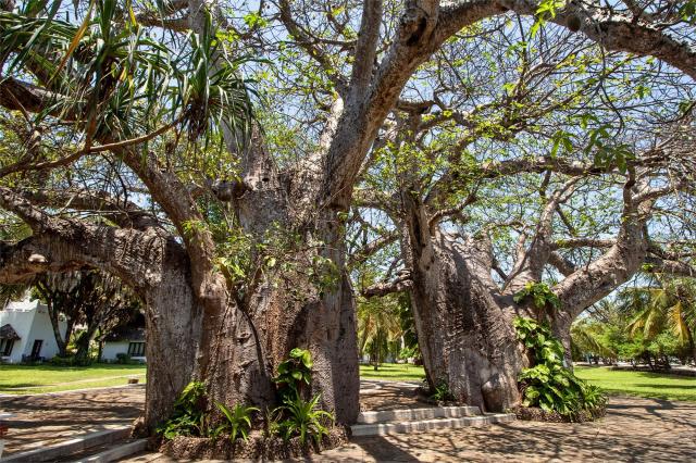 baobab Keňa