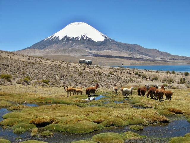 peru-Chile__NP Lauca_0152-1