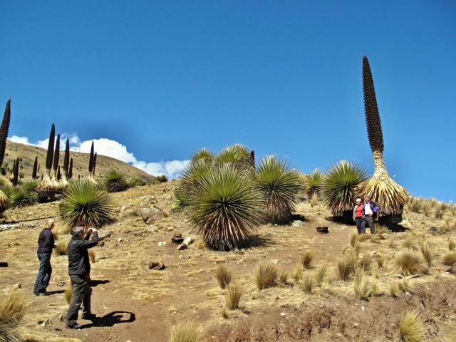 Peru-NP Huascaran--2011-IMG_5678.JPG