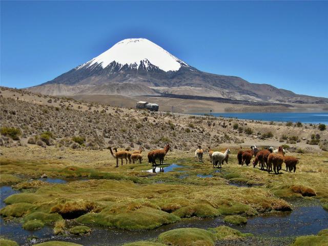 Peru - Chile - NP Lauca