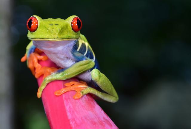 Nikaragua, Kostarika, Panama - Středoamerická mozaika
