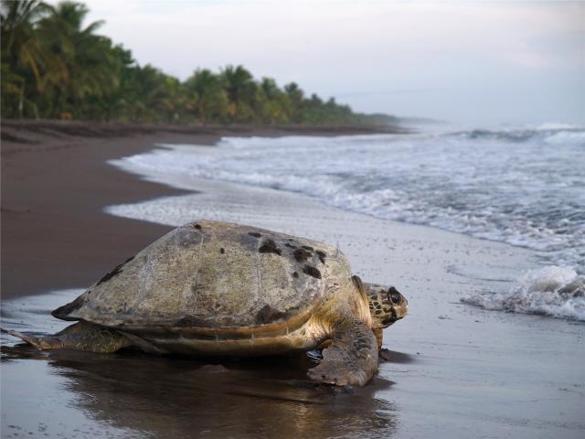 želva na pláži Tortuguero