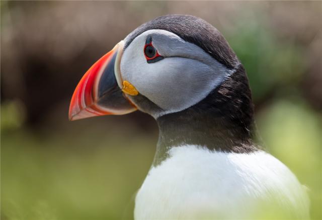 Faerské ostrovy - Puffin