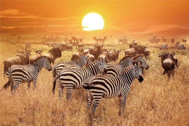 Safari