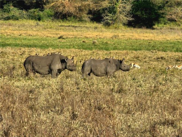 Nosorožci na dně kráteru Ngorongoro. Tím jsme si splnili VELKOU