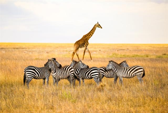 Safari