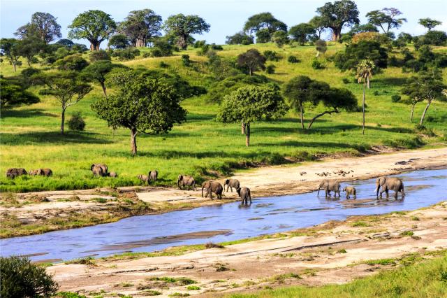 safari