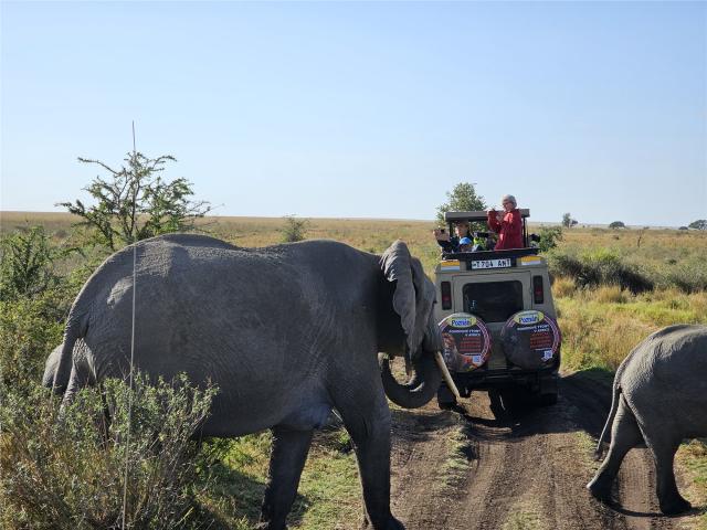 Safari