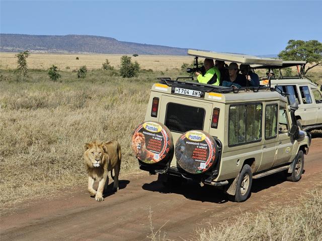 Safari