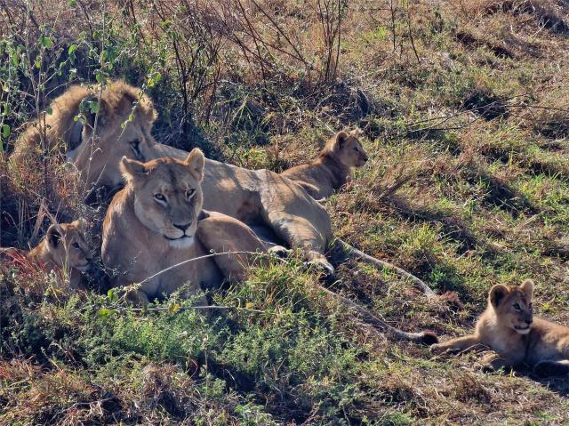 Safari