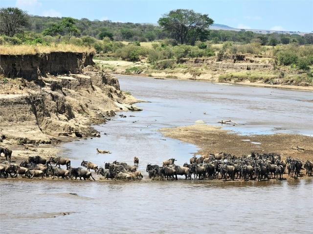 Safari - migrace zvířat