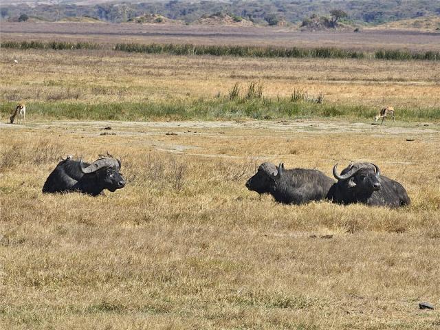 Buvoli v Ngorongoro.
