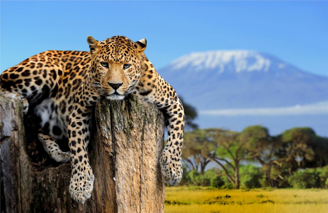 Keňa, Tanzánie - Pohodový týden pod nejvyšší horou Afriky – Kilimanjaro