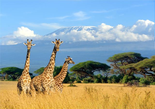 Keňa, Tanzánie - Pohodový týden pod nejvyšší horou Afriky – Kil