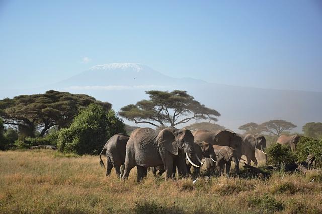 Mt. Kilimanjaro z keňské savany obývané několika tisíci exotick