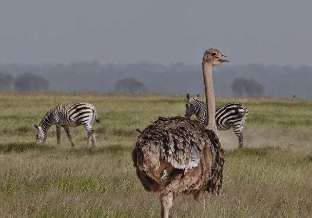 NP Amboseli