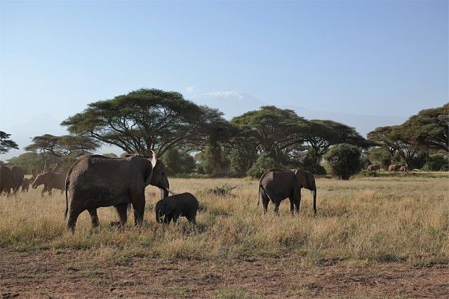 NP Amboseli - Keňa