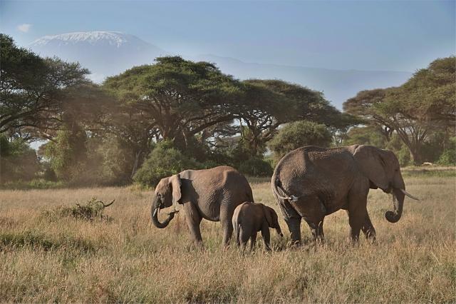 V NP Amboseli žije největší skupina slonů v divoké přírodě