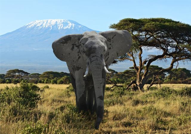 Keňa - Amboseli