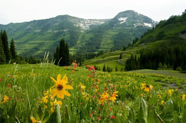 Kanada - Aspen