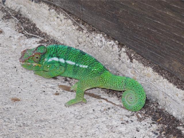 77 chameleon.JPG