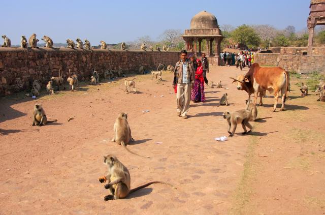 Indie - národní park Ranthambore 2