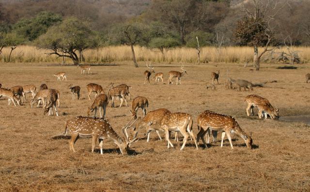 Indie - Ranthambore 3