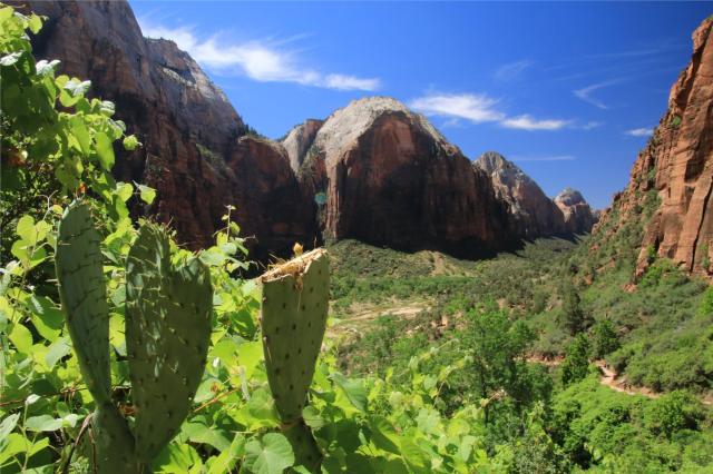 údolí řeky Virgin - NP Zion (Utah)
